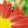 Aster